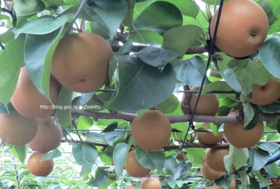 栃木認定エコファーマーがおいしい梨を作っています。