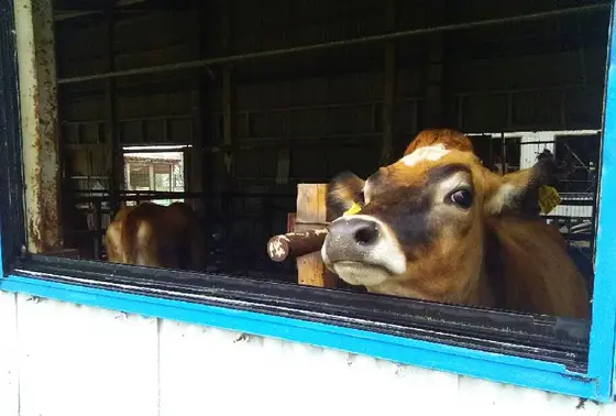 愛くるしい表情のジャージー牛