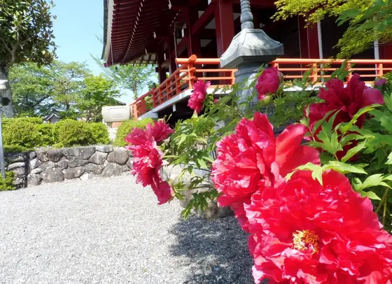 牡丹の花でいっぱい