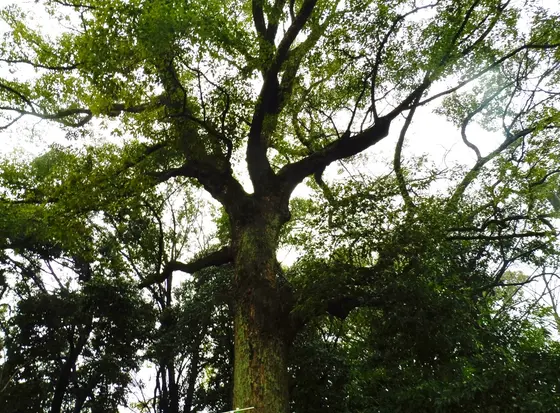 樹齢約４００年のご神木