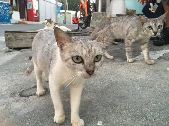 近所の猫ちゃんたち