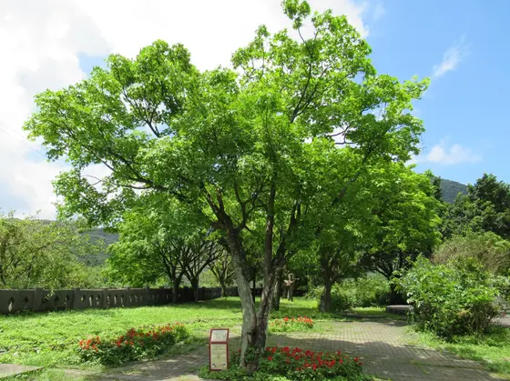 國際終戰和平紀念園區　記念樹