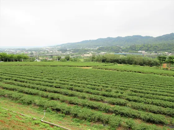 台湾農林銅鑼茶廠(工場)　お茶畑