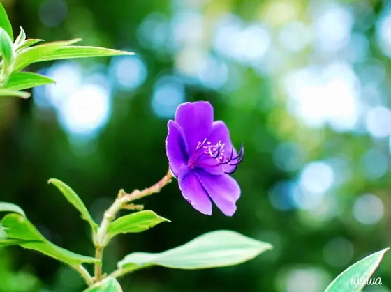 哲学堂公園 紫の花