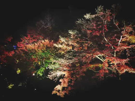 夜の紅葉。