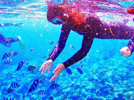 沖縄の海とお魚