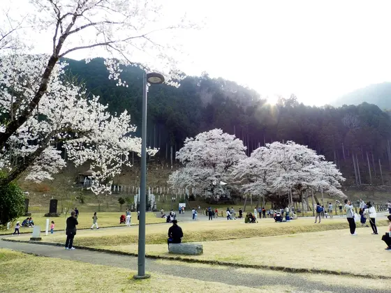 桜の周りは芝生の公園