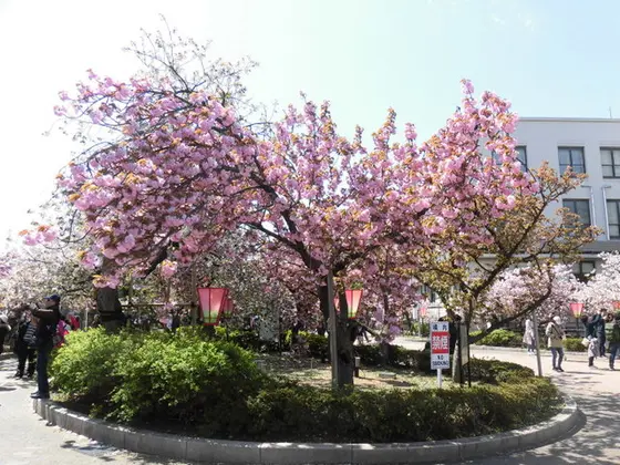 大阪造幣局桜の通り抜け