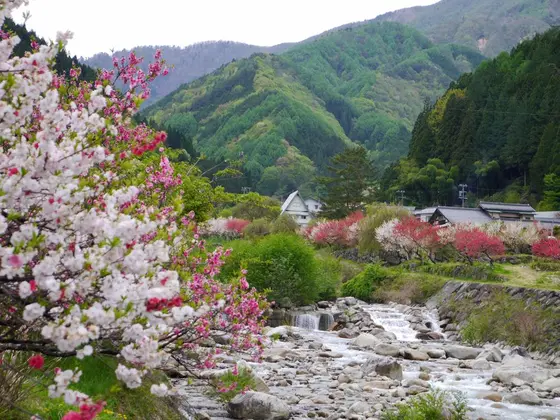 初めて行きました。一本の木に白や濃いピンク薄いピンクの花がつくとてもきれいな花桃の木を初めて見ました。とてもきれいで川沿いにたくさん植えられているのまで華やかでとても素敵でした。一面のもやっとした春らしい色合いはまさしく桃源郷といえます。