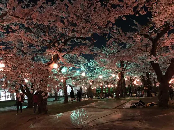 夜桜〜
