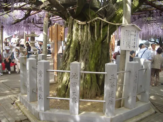 大木