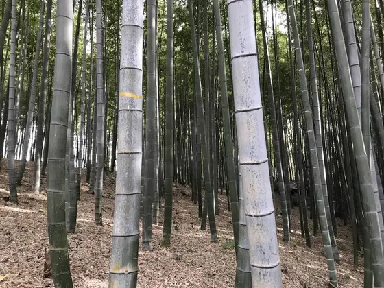 竹が多いです。