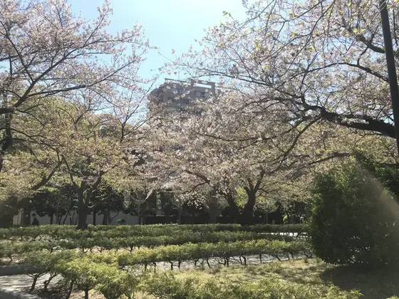 公園内の桜