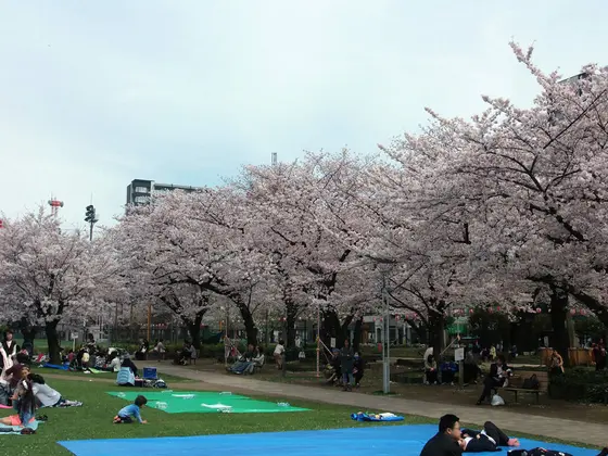 春は桜がキレイです！