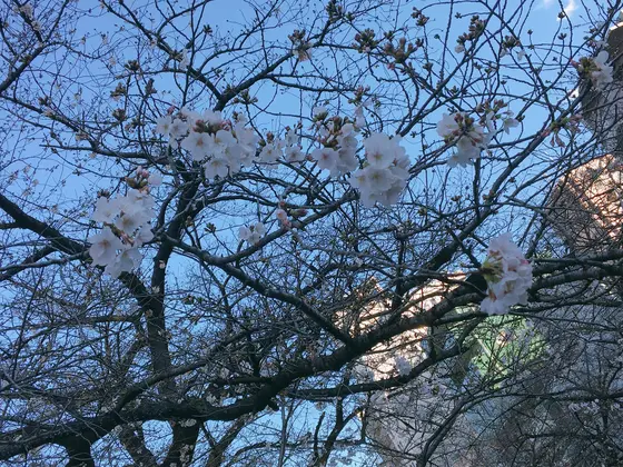 桜を眺ながら落ち着いた空間でゆっくりランチ