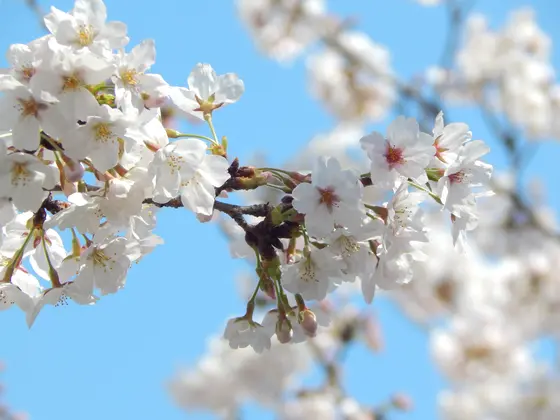 約2000本の桜並木が！