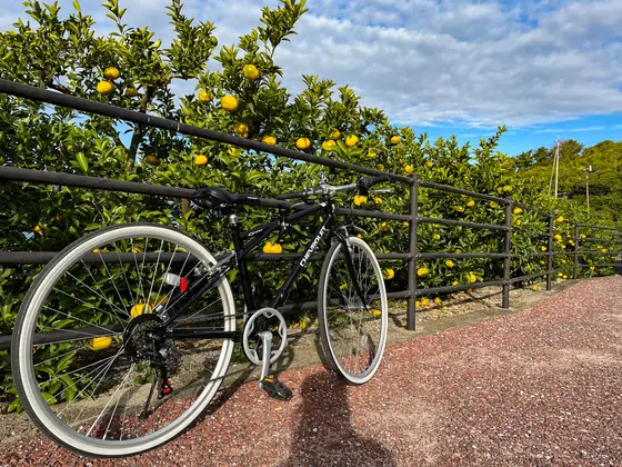 柑橘の樹木と自転車の2ショット