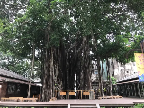 台中文学館ガジュマルの木