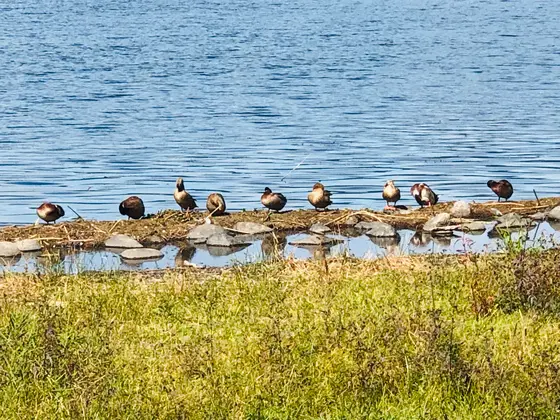 諏訪湖の水鳥🦆