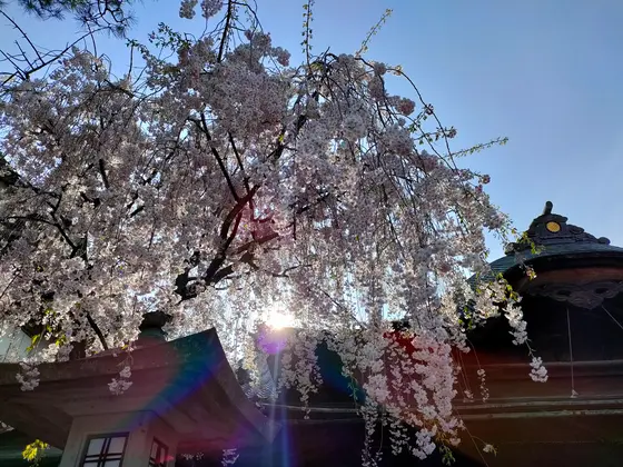 境内に咲く満開の桜