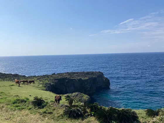 与那国馬