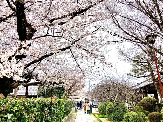 参道を覆う桜