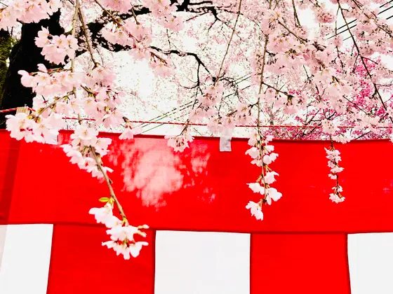 平野の夜桜