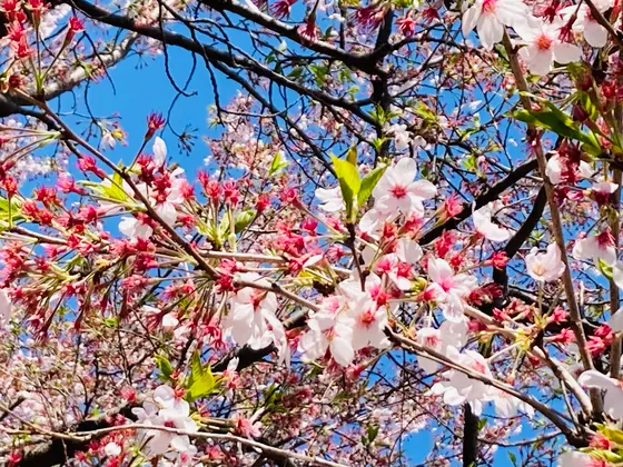 最後の力をふりしぼってて咲く桜🌸