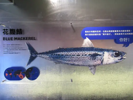大鯖魚夢工廠