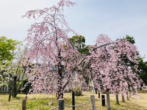 紅枝垂れ桜🌸が見頃でした