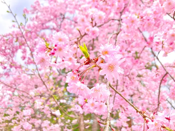 紅枝垂桜