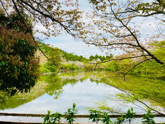 静かな鏡容池（きょうようち）