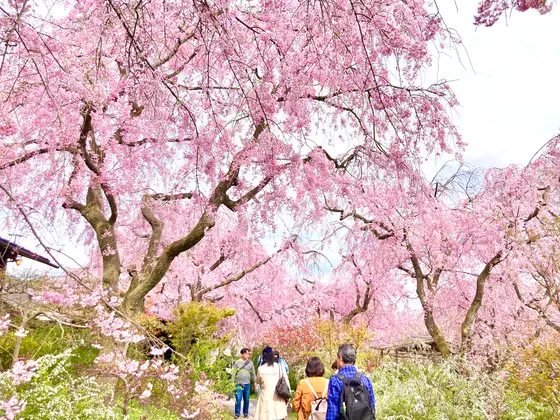 🌸どこを見ても桜、サクラ、さくら〜🌸