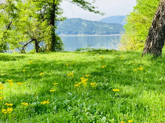 春の彩で余呉湖もいっそう美しいんです