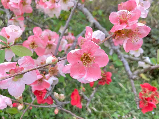 源平咲きのぼけ