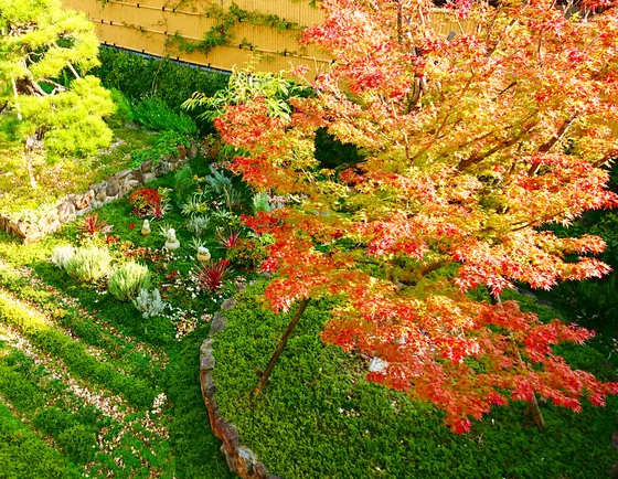 秋の紅葉時の樹木葬