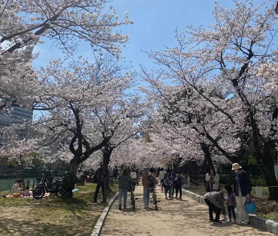 春には桜並木を楽しめます