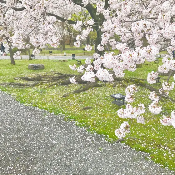 桜満開の寺院。
