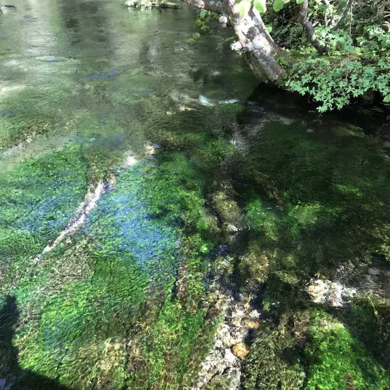 清水川の梅花藻