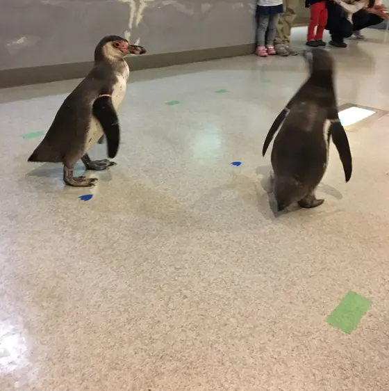 ペンギンのお散歩