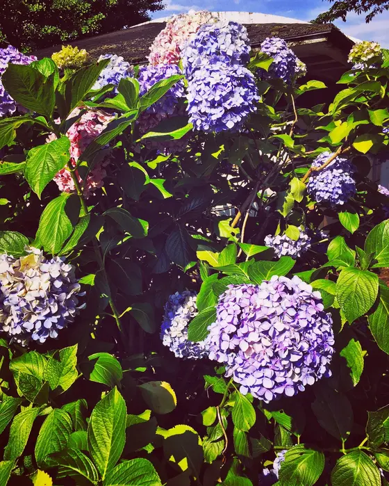 紫陽花が綺麗