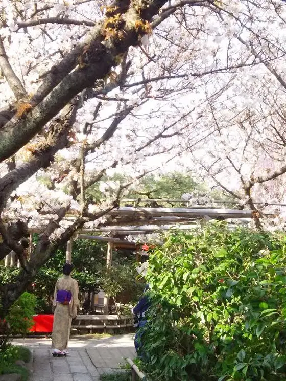 京都の春、満喫