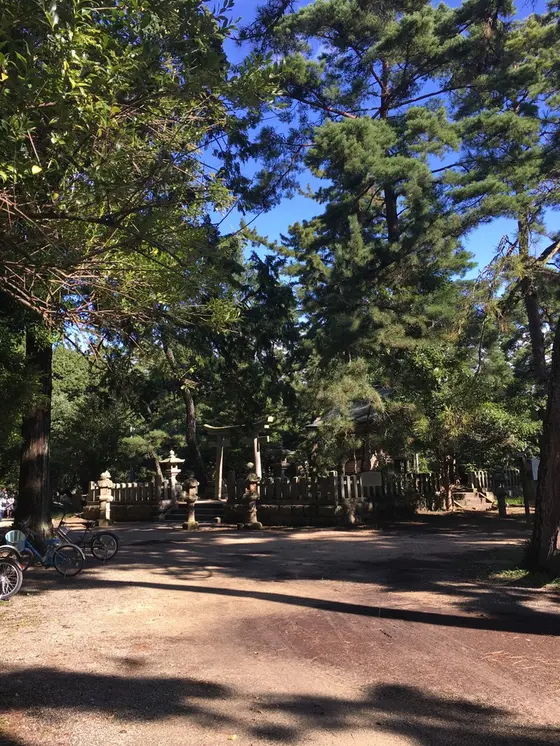 松並木と天橋立神社