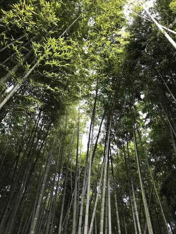 美しい竹