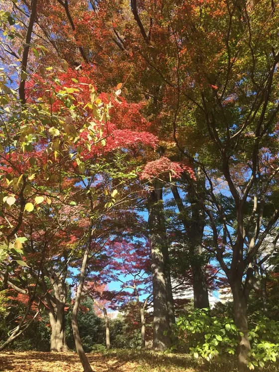 木の隙間から ビル🏢