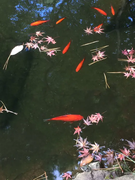 金魚？ と 思いきや 子鯉？