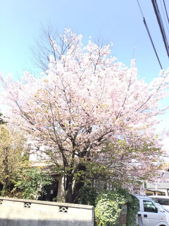 櫻蔵の桜