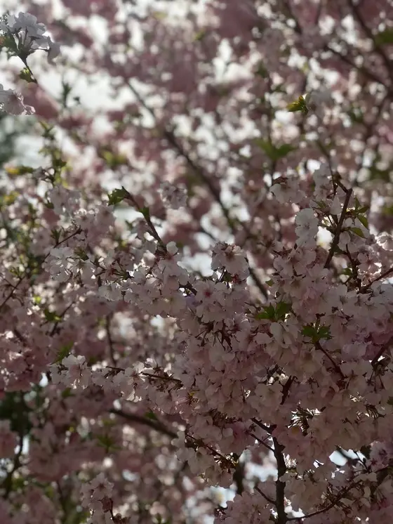 桜の種類も様々