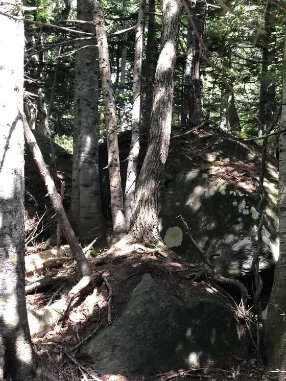 岩の上に生える木