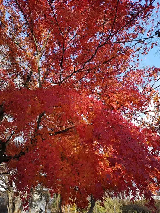 霞城公園の紅葉🍁
